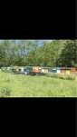 Modul apicol,rastel apicol(albine,stupi)