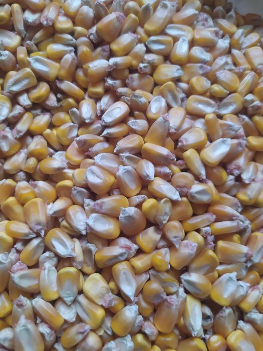 Porumb românesc calitatea 1