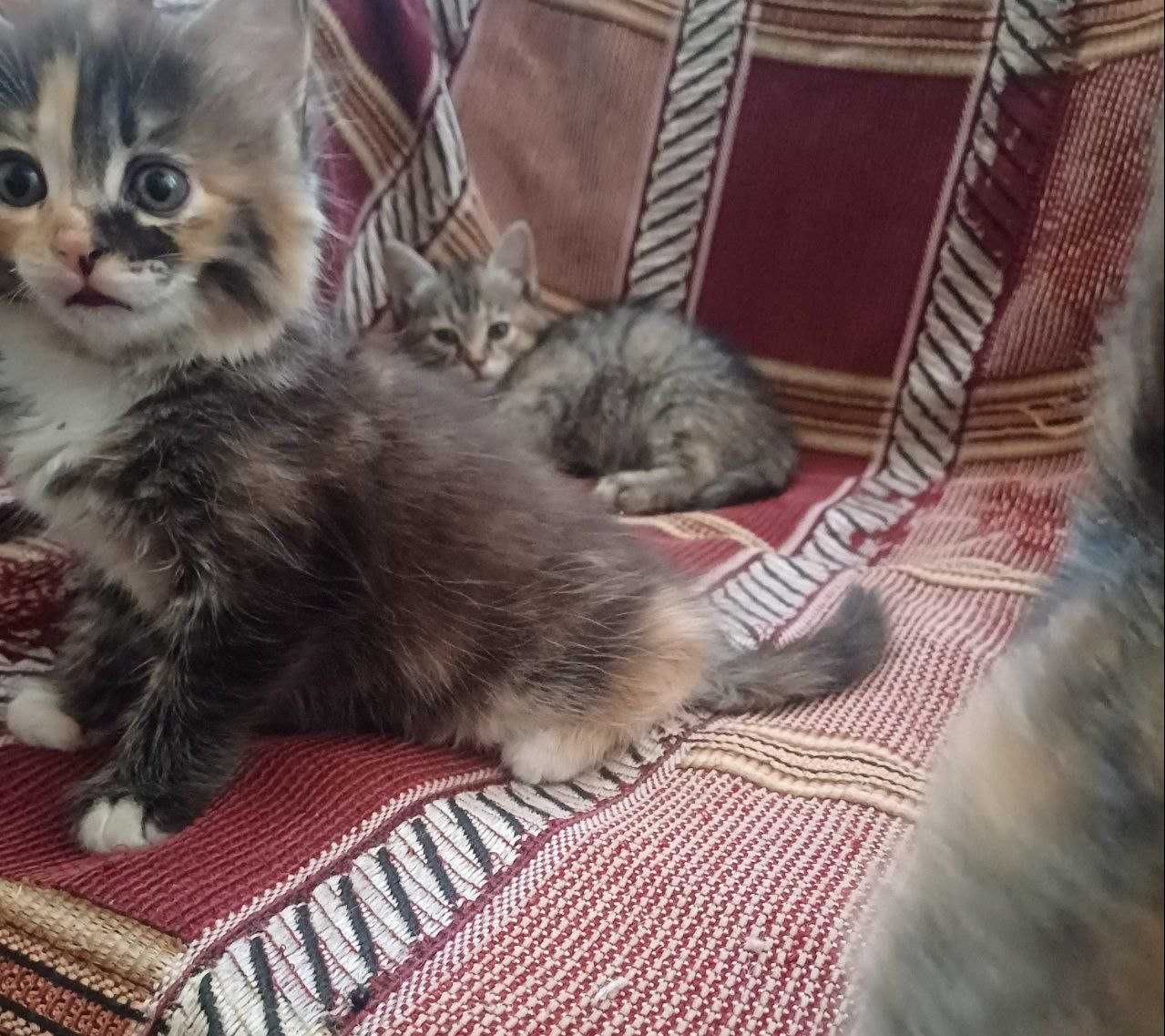 Отдаю котят в добрые руки , бесплатно.