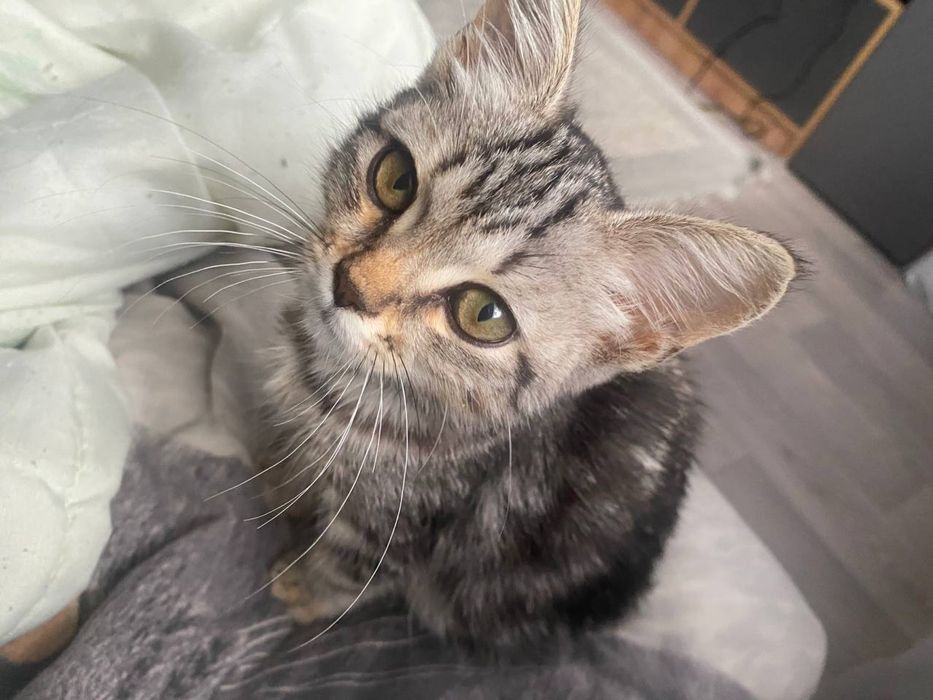 Отдам котёнка в добрые руки
