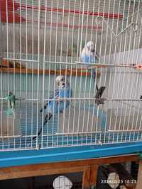 Продаются волнистые взрослые попугаи