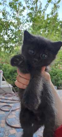 Продаю чёрного милого котёнка