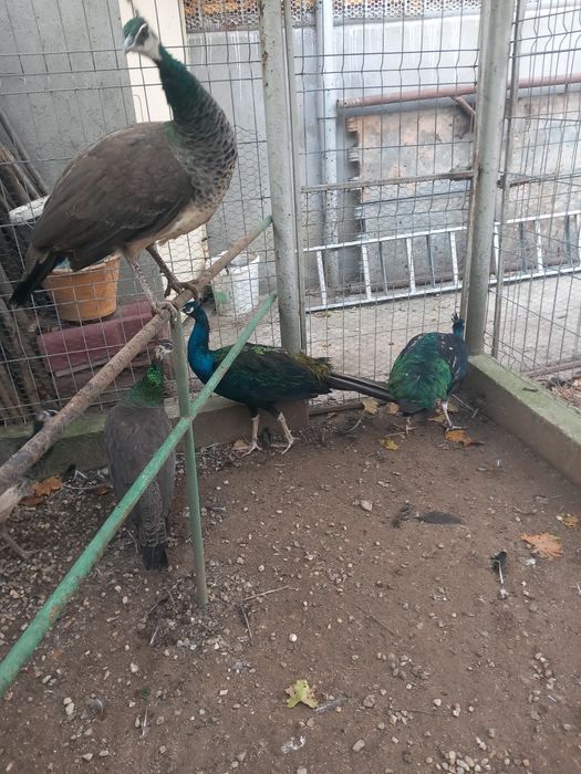 Vând masculi maturi