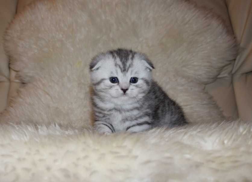 Skotish fold скоттиш фолд  скотиш безторга arzon bumidi