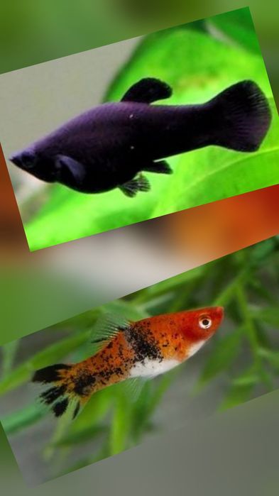 Peste acvariu molly negru si xipho