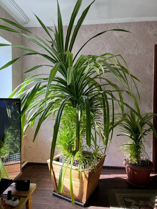 Комнатное растение Спотдантус