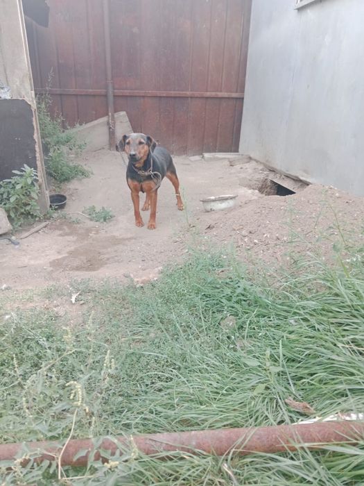 Продается охотничьи ягдтерьер