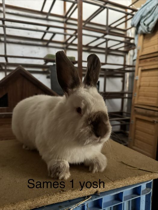 Quyon Kalifornya 8 dona ikta sames 6 ta samka