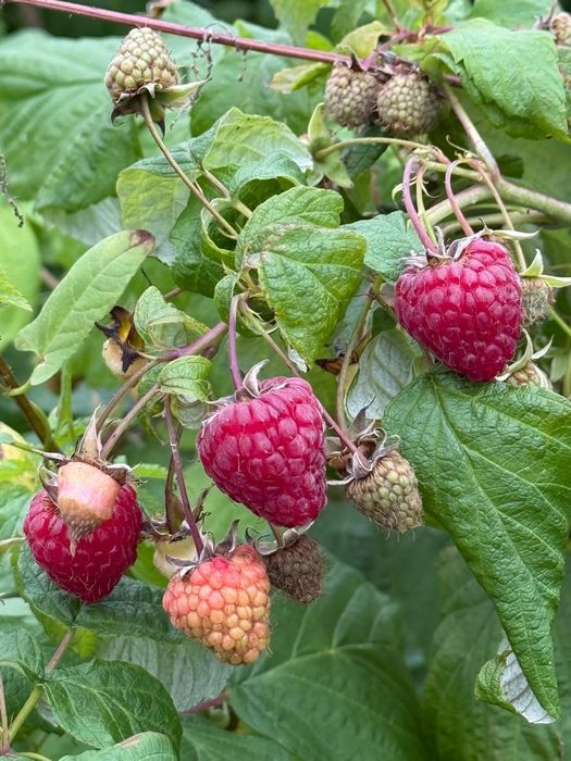 Саженцы малины ремонтантной.