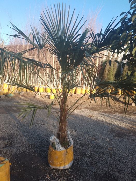 Хар хил турдаги АРЧАЛАР