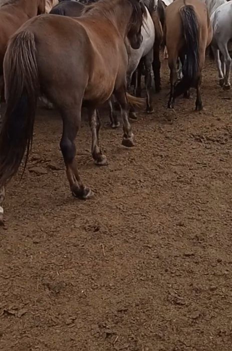 Продам жирную кобылу.