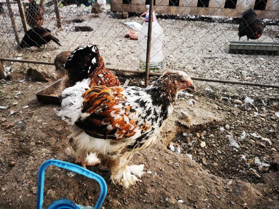 Porumbei voiajori standard și cocoși brahma de vânzare