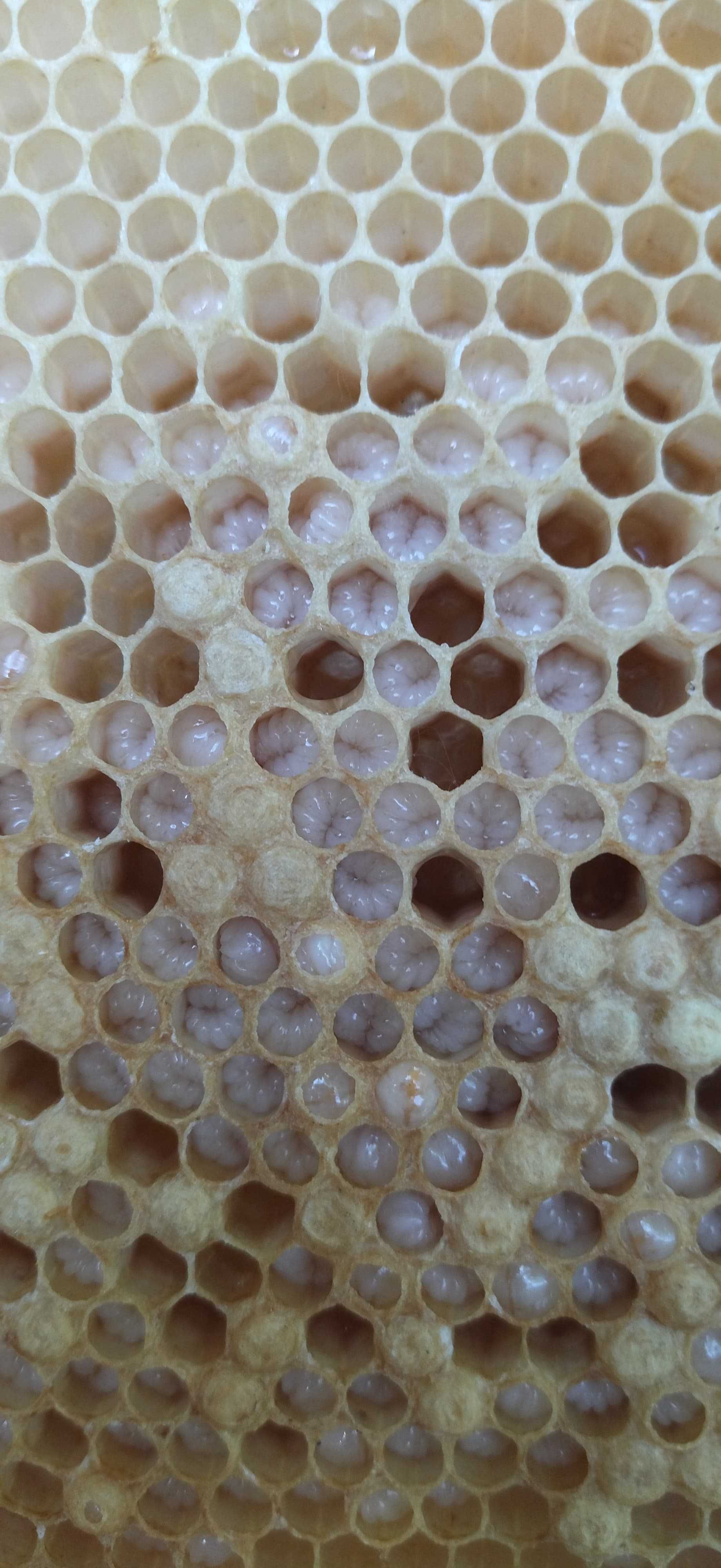 Vand Apilarnil brut si in  preparate apicole