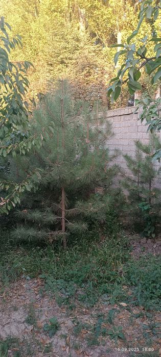 Крим сасна лари бор