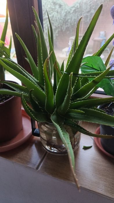 Aloe Vera plantä