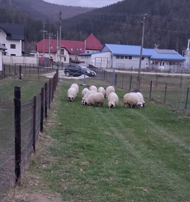 Vand/schimb 13 oi tinere