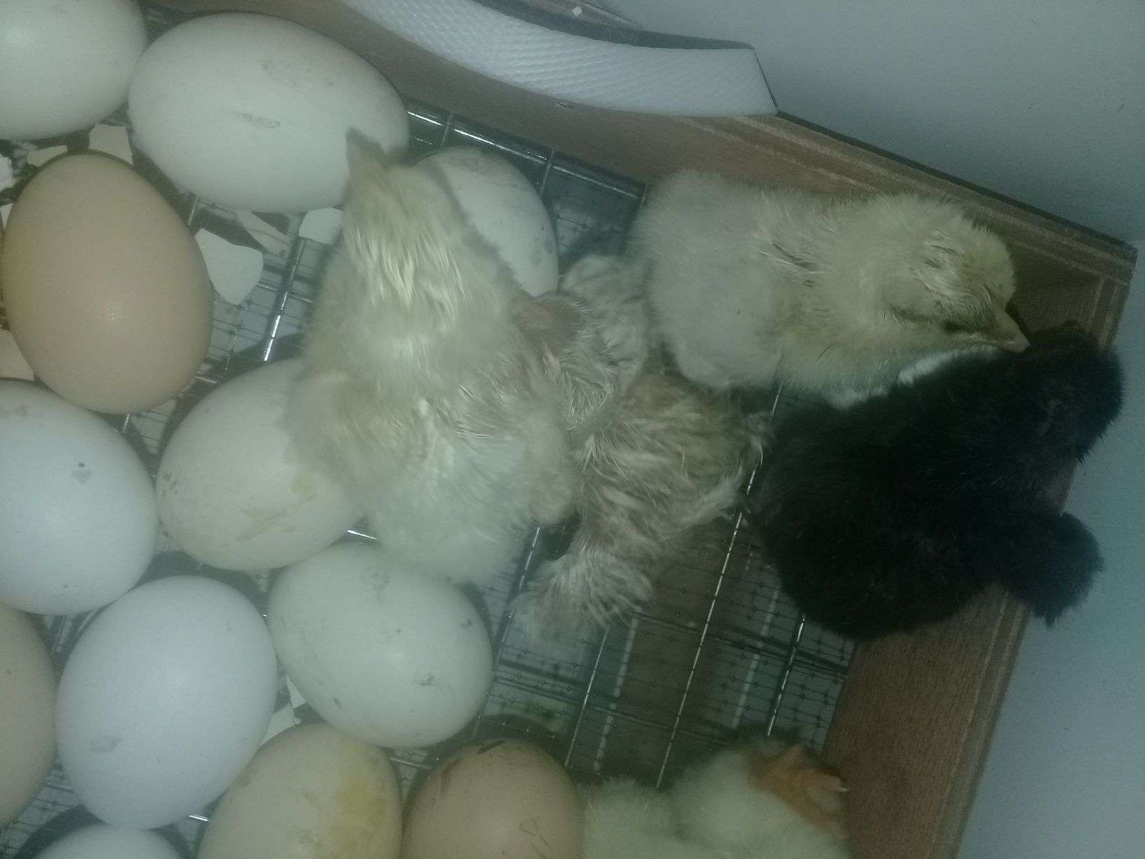 Joydori honaki tovuq tuhumlariДомашнее куриное яйцо Domestc hen's eggs