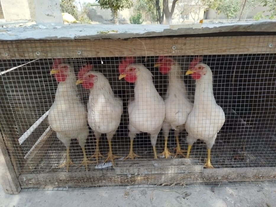 Xõroz sotiladi rangi oq