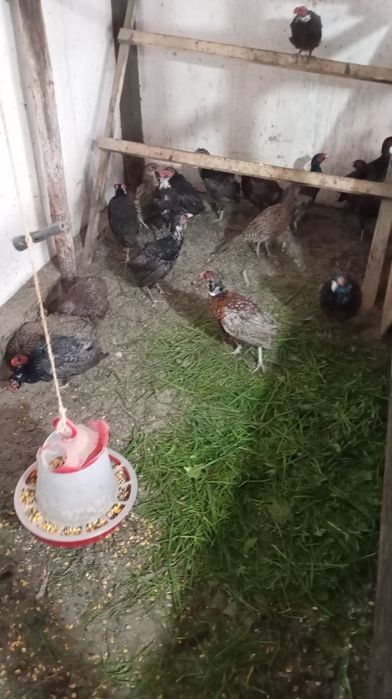 Văzând comuni și Tenebros