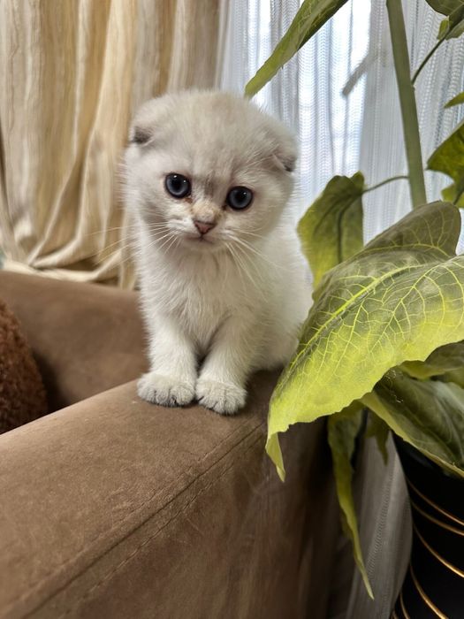 Котята скоттиш фолд ( вислоухие)