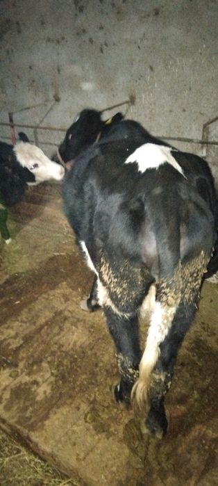 Сиыр карова   өзіміз дін қолда өскен сиыр