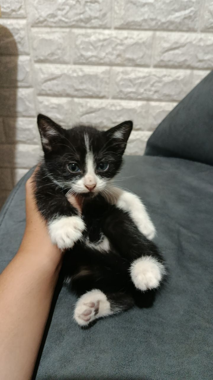 Котята свои домашние