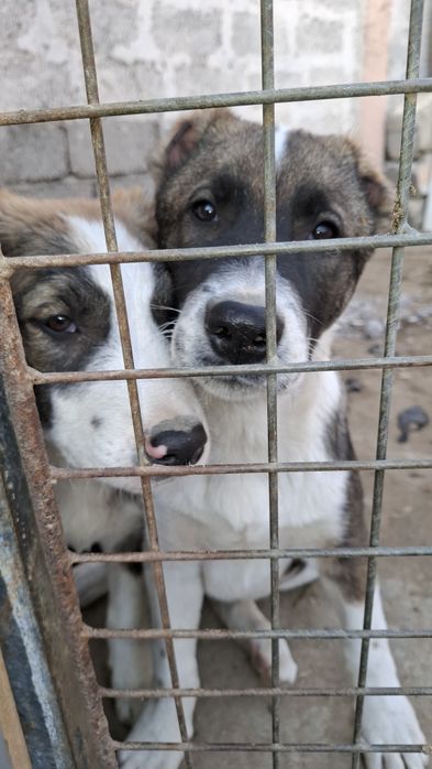 Щенки алабай  мальчики