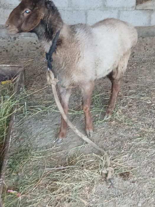 куй йошига тулган шохдор зот