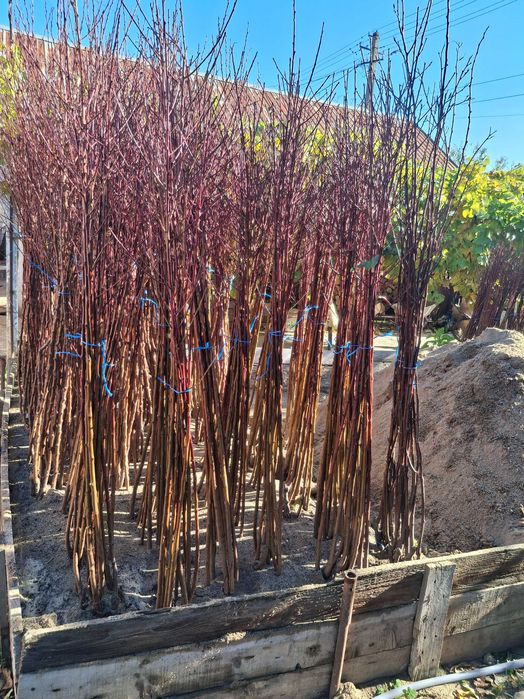 Pomi fructiferi altoiti