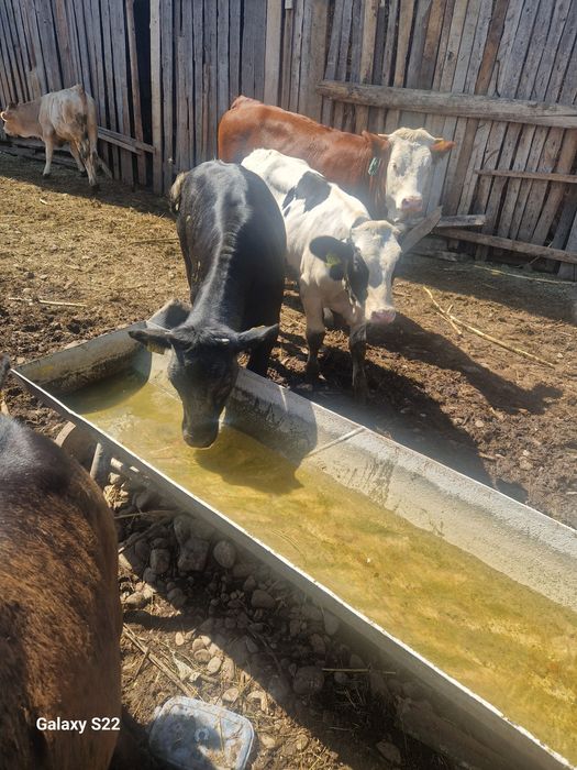 Vand doua viteluse si un taureci