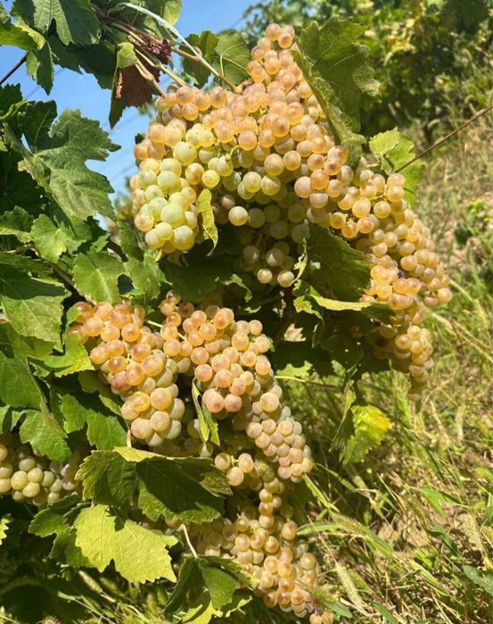 Vând Struguri de vin diferite soiuri ofer si transport la domiciliu