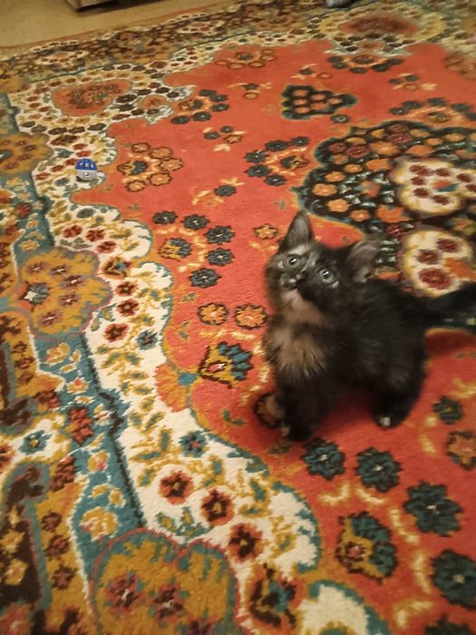 Отдам красивую девочку в добрые руки