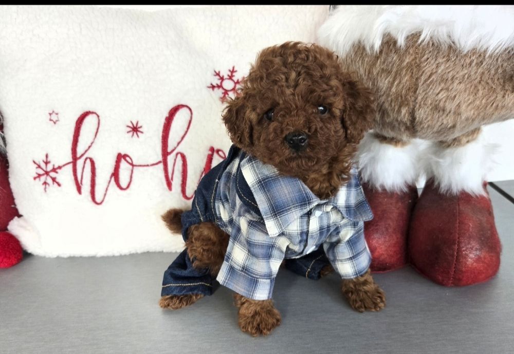 Пудел той Poodle toy / пудел тийкъп с родословие