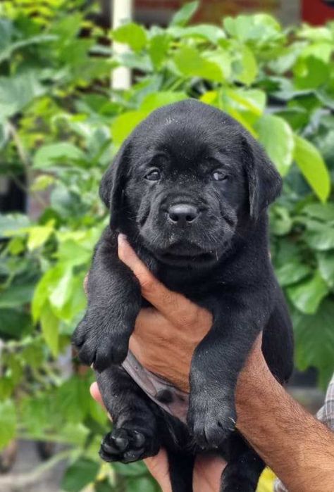 Labrador Ciocolatiu cu pedigree FCI