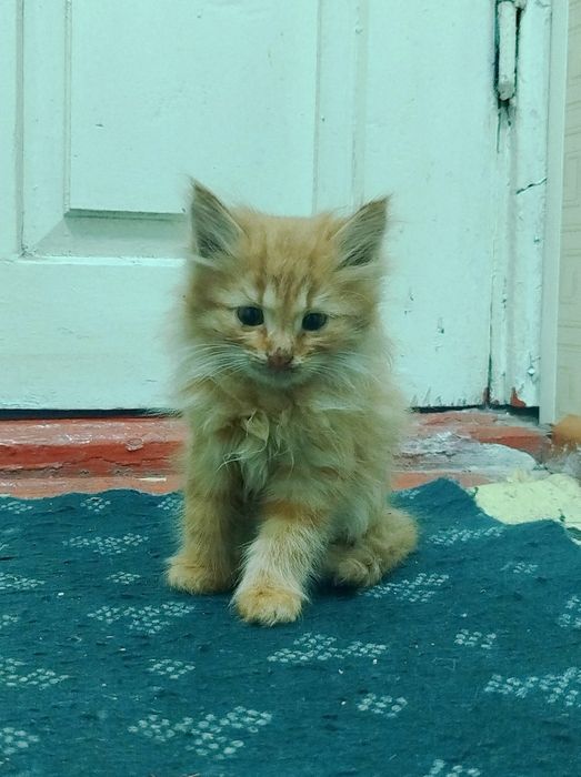 Mushukchalar sotiladi