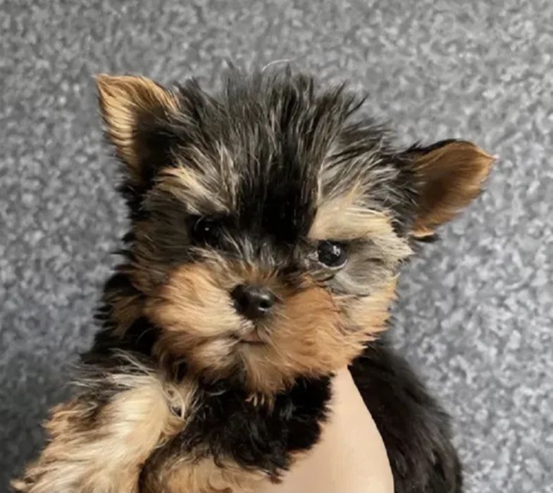 Yorkshire terrier talie mica