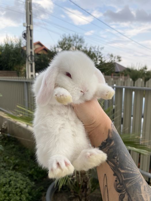 Iepuri pitici de companie Berbec pitic/Mini Lop