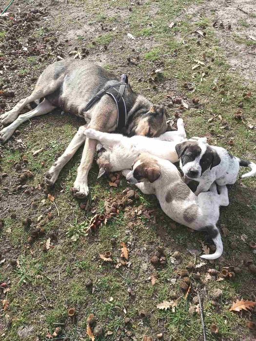 4 БОK x Малиноа микс Кученца