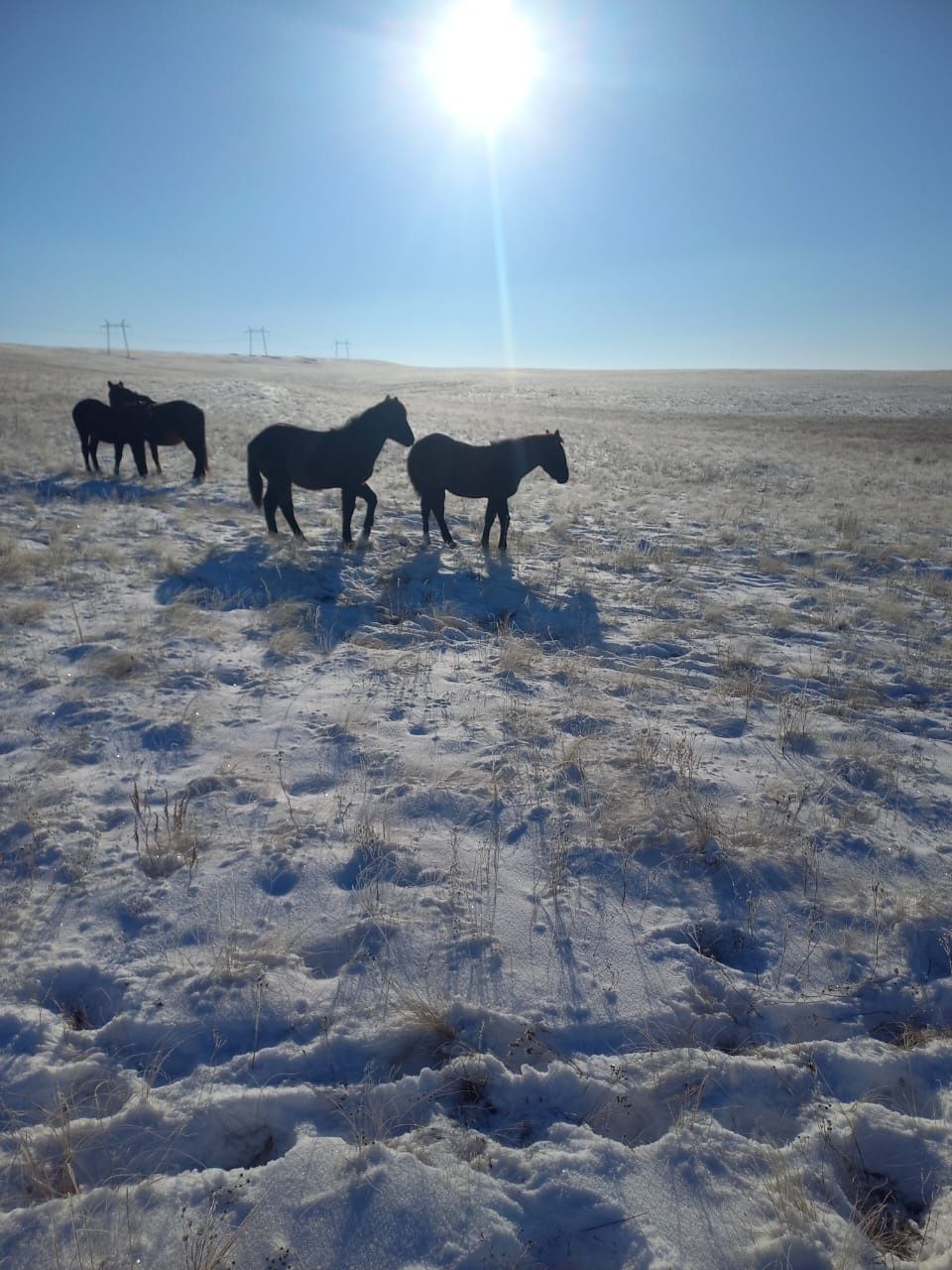 Продам жабагы.  Находимся село Шамши Калдаякова