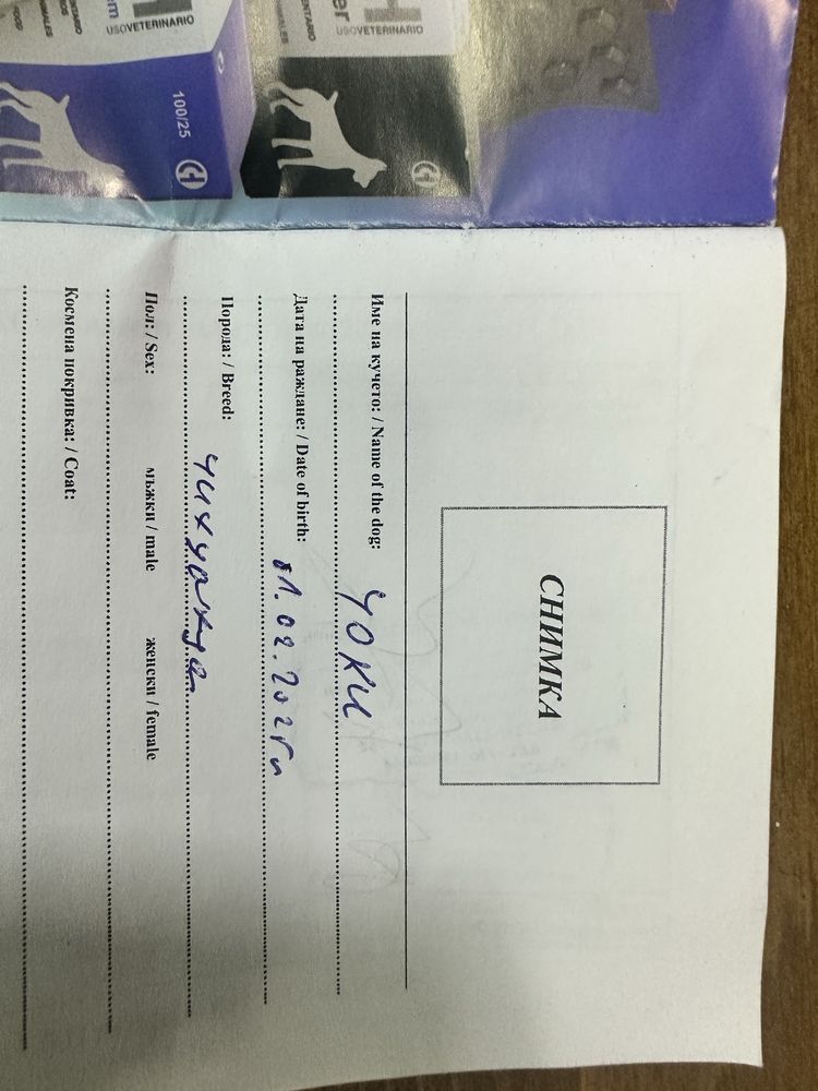 Мъжки пинчер с ваксини