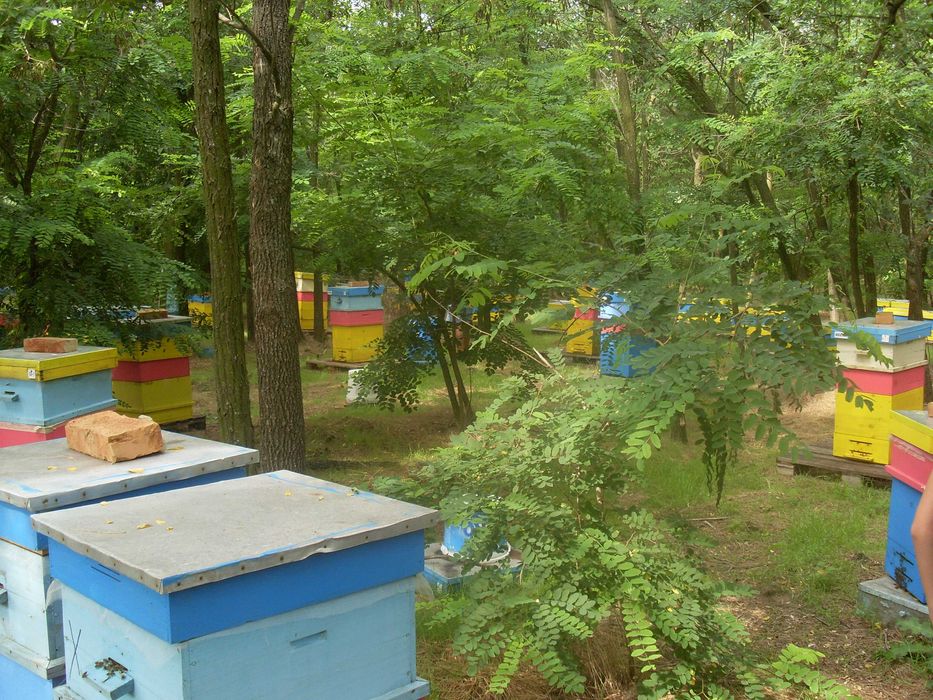 Пчелни майки, отводки и кошери по програмите 2026