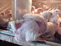 Продам цыплят бройлеров Венгрия возраст 1 месяц 10 дней