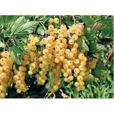 Arbuști Fructiferi (Coacăz Alb )