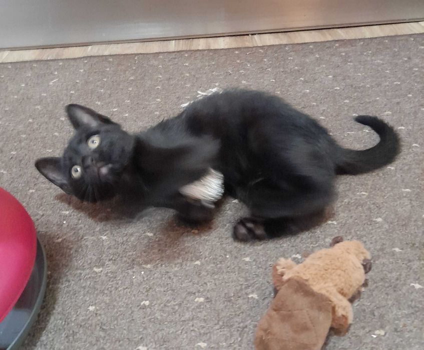 Котенца от турска ангора 2,5 месеца