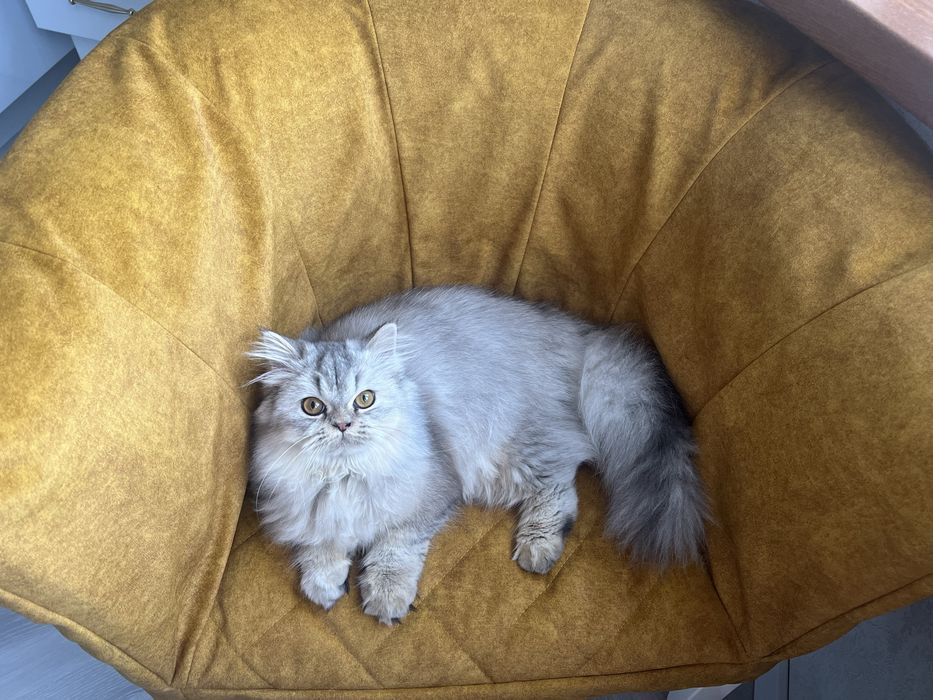 Продаётся серебристая шиншилла хайленд