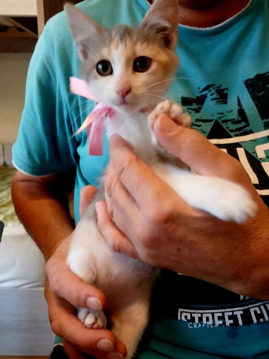 Очарователно домашне момиченце  търси любящ дом