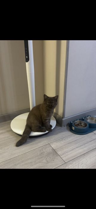 Продам котенка 4-5 месяцев.