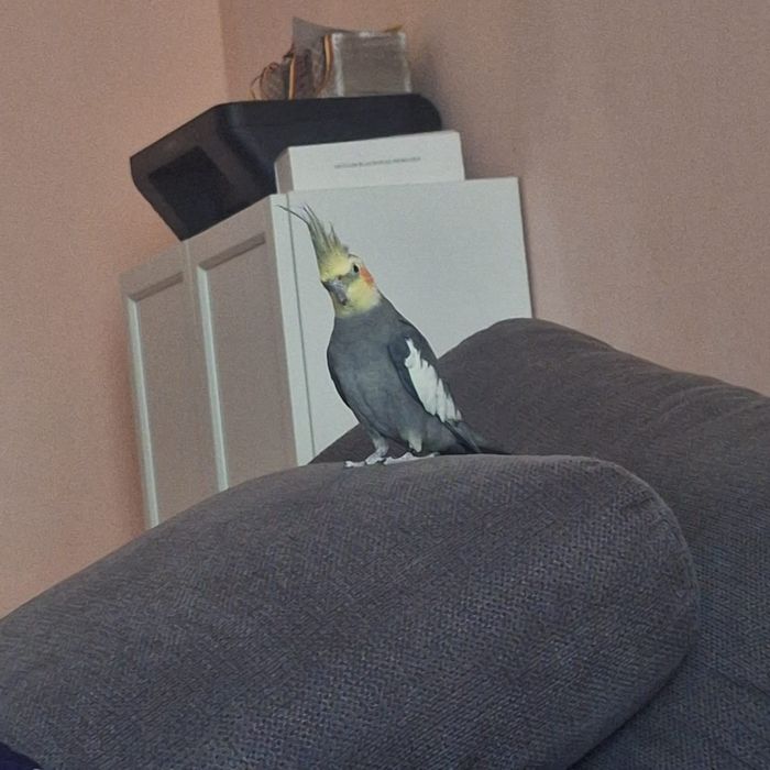 Papagal nimfa de vanzare