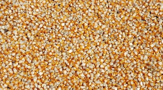 Joxori don makka johori кукуруз Makkajohori дон don