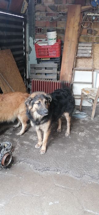 Продавам полуовчарско куче